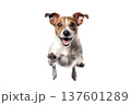 lovely and cute dog running and jumping isolated on white background 137601289