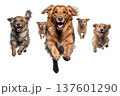 Group of dogs running and jumping isolated on white 137601290