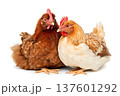 Brown hen isolated on white background. 137601292
