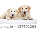 Two  young Golden Retriever dogs isolated on white background. 137601293