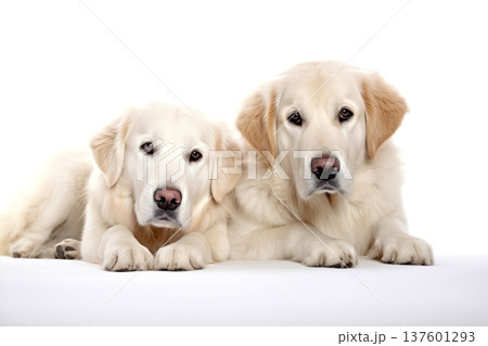 Two  young Golden Retriever dogs isolated on white background. 137601293