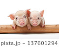 Small pink piglets isolated on white background 137601294