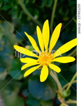 ツワブキの黄色い花 ツワブキの黄色い花 137601295