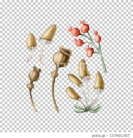 Cute small mushrooms red berries poppy boxes. Toadstool Rosehip Watercolor summer floral forest illustration hand painted isolated on white background for nursery baby kids design prints cards textile Cute small mushrooms red berries poppy boxes. Toadstool Rosehip Watercolor summer floral forest illustration hand painted isolated on white background for nursery baby kids design prints cards textile 137601307