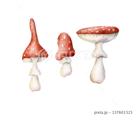 Cute Fly Agaric Amanita Mushrooms. Watercolor summer floral forest illustration hand painted isolated on white background for nursery baby kids design fresh whimsical prints cards mystery textile 137601325
