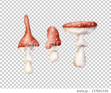 Cute Fly Agaric Amanita Mushrooms. Watercolor summer floral forest illustration hand painted isolated on white background for nursery baby kids design fresh whimsical prints cards mystery textile 137601326