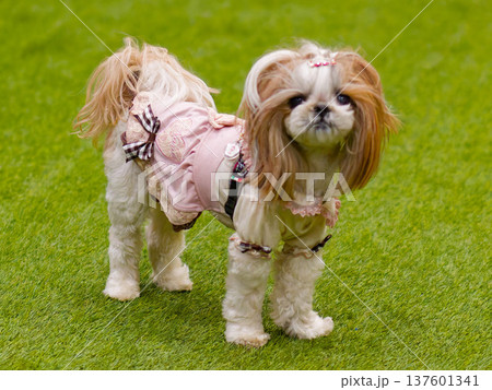 芝生の上でかわいい服を着たシーズー犬（Shih Tzu dog on green grass） 137601341