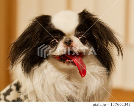 舌を出して笑う狆犬の可愛い表情(Japanese Chin dog portrait) 舌を出して笑う狆犬の可愛い表情(Japanese Chin dog portrait) 137601342