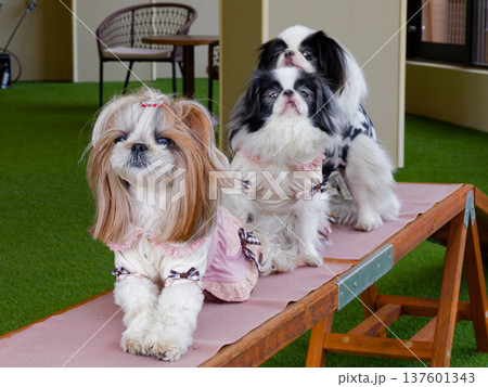 並んで座る可愛い小型犬3匹（Shih Tzu and Japanese Chin dogs） 137601343