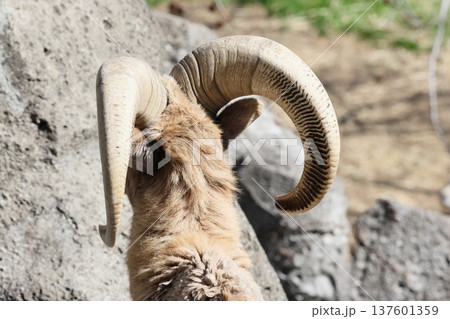 オオツノヒツジ 137601359