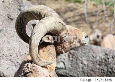 オオツノヒツジ 137601360