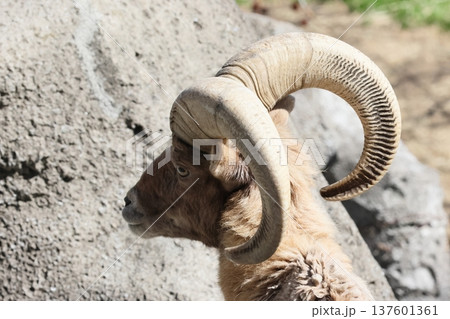オオツノヒツジ 137601361