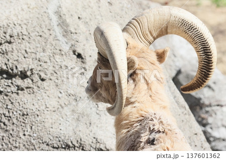 オオツノヒツジ 137601362