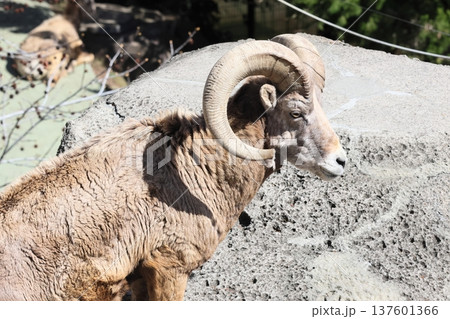 オオツノヒツジ 137601366