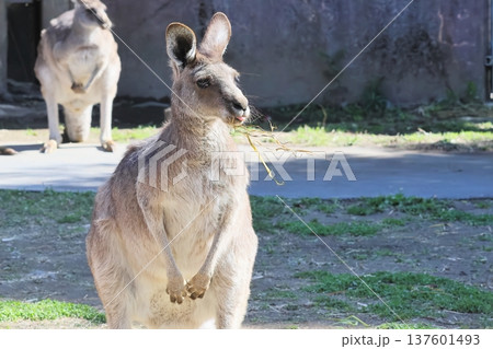 カンガルー 137601493
