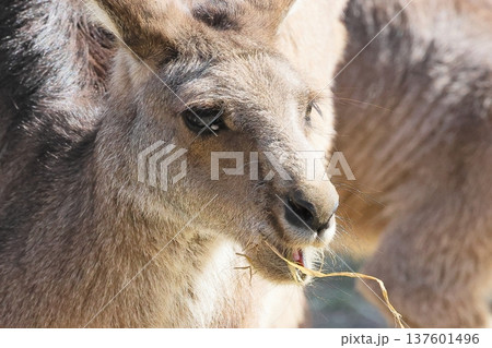 カンガルー 137601496