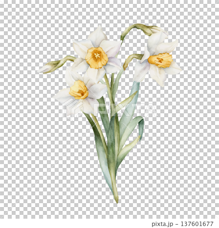Daffodil Bouquet Spring Bulb Flowers. Watercolor hand drawn narcissus floral illustration isolated on white background for Easter Woman's day design textile fresh print card cosmetic package crockery 137601677