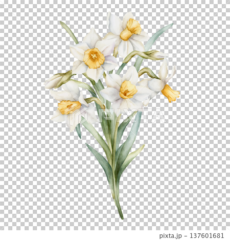 Daffodil Bouquet Spring Bulb Flowers. Watercolor hand drawn narcissus floral illustration isolated on white background for Easter Woman's day design textile fresh print card cosmetic package crockery 137601681