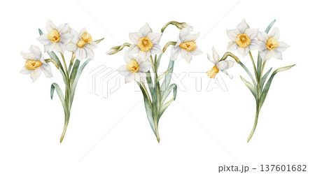 Daffodil Bouquet Set Spring Bulb Flowers. Watercolor hand drawn narcissus floral illustration isolated on white background for Easter Woman's day design textile fresh print card cosmetic package Daffodil Bouquet Set Spring Bulb Flowers. Watercolor hand drawn narcissus floral illustration isolated on white background for Easter Woman's day design textile fresh print card cosmetic package 137601682