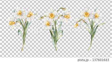 Daffodil Bouquet Set Spring Bulb Flowers. Watercolor hand drawn narcissus floral illustration isolated on white background for Easter Woman's day design textile fresh print card cosmetic package 137601683