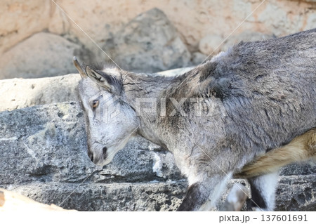 スーチョワンバーラル 137601691