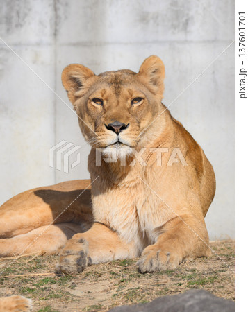 座るライオンのメス 座るライオンのメス 137601701