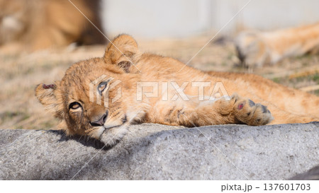寝転がるキズがあるライオンの子 137601703