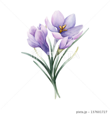 Crocus Bouquet Spring Bulb Flower. Watercolor hand drawn floral illustration isolated on white background for Easter Woman's day design home textile fresh fabric print card cosmetic package crockery 137601727