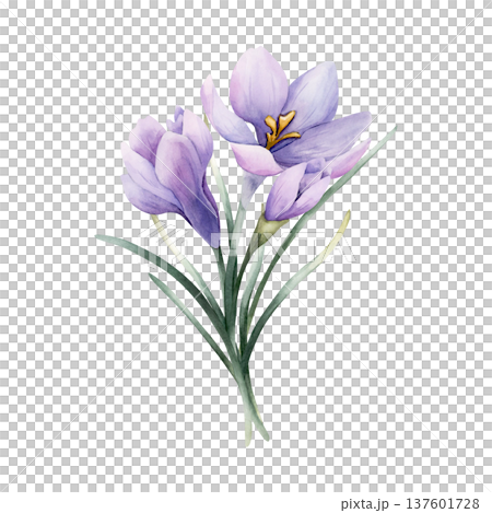 Crocus Bouquet Spring Bulb Flower. Watercolor hand drawn floral illustration isolated on white background for Easter Woman's day design home textile fresh fabric print card cosmetic package crockery Crocus Bouquet Spring Bulb Flower. Watercolor hand drawn floral illustration isolated on white background for Easter Woman's day design home textile fresh fabric print card cosmetic package crockery 137601728