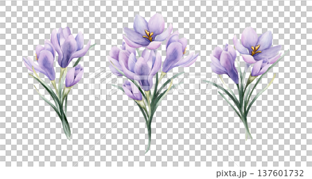 Crocus Bouquet Set Spring Bulb Flower. Watercolor hand drawn floral illustration isolated on white background for Easter Woman's day design home textile fresh fabric print card cosmetic package Crocus Bouquet Set Spring Bulb Flower. Watercolor hand drawn floral illustration isolated on white background for Easter Woman's day design home textile fresh fabric print card cosmetic package 137601732