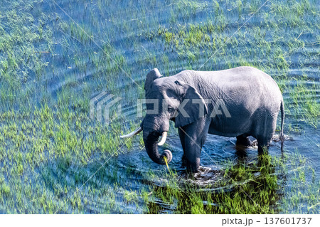 Aerial View of an African Elephant 137601737
