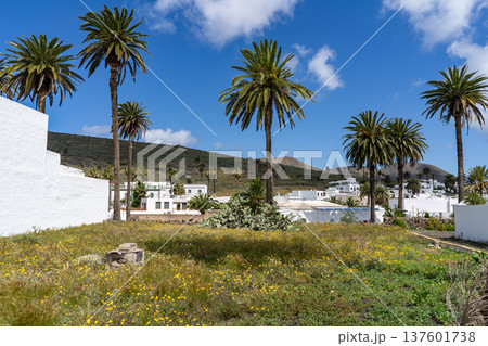 A bright, sunny day in Lanzarote, showcasing palm trees, white buildings, and a vibrant landscape under a blue sky. 137601738