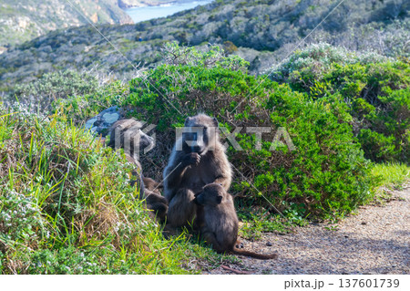 Baboon family near cape of good hope Baboon family near cape of good hope 137601739