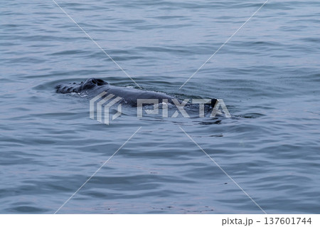 Whale surfacing in Walvis Bay Whale surfacing in Walvis Bay 137601744