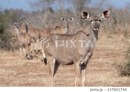 Kudu in Chobe national park 137601748