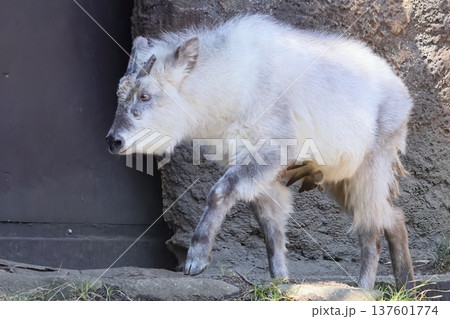 ニホンカモシカ 137601774