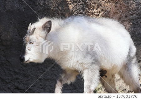 ニホンカモシカ 137601776