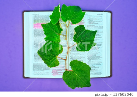 The Vine in The Bible 137602040