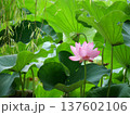 葉の間から顔を出した蓮の花 137602106