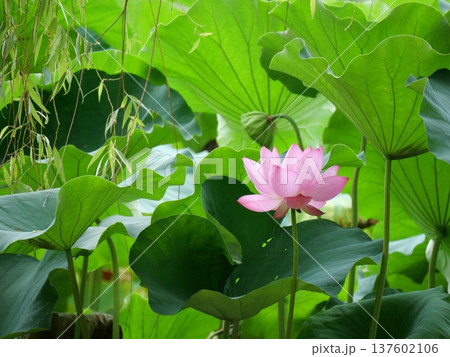 葉の間から顔を出した蓮の花 137602106