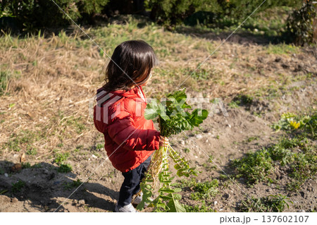 畑で野菜の収穫体験をする子供 畑で野菜の収穫体験をする子供 137602107