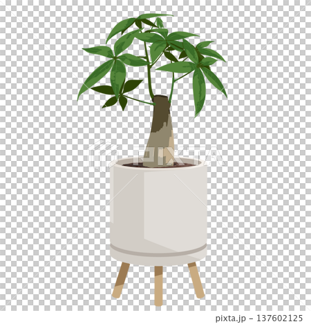 Pachira potted plant Simple flat illustration of a houseplant 137602125