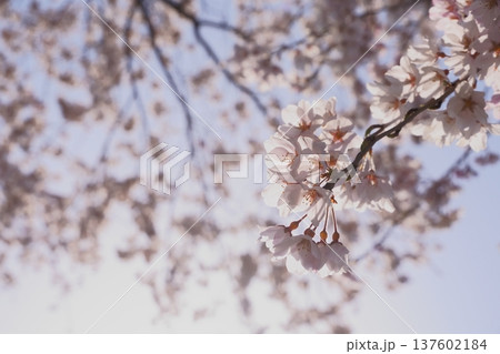 逆光の桜 逆光の桜 137602184