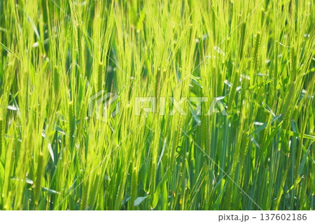 青い麦 青い麦 137602186