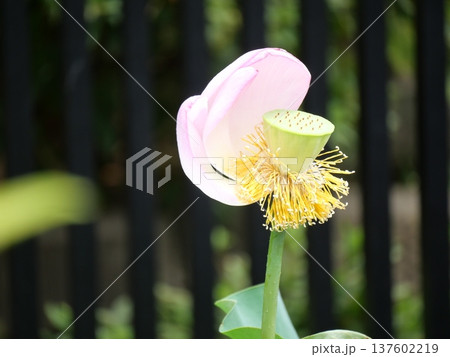 花弁が散って花托だけになった蓮 花弁が散って花托だけになった蓮 137602219