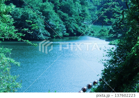新緑に染まるダム湖 新緑に染まるダム湖 137602223