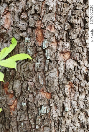 close up of tree bark texture  137602226