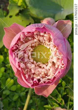 Close up pink color fresh lotus blossom  137602227