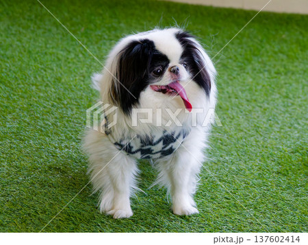 芝生の上で舌を出す可愛い狆犬（Japanese Chin dog on green grass） 137602414