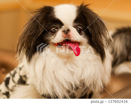 舌を出して笑う可愛い狆犬の顔アップ（Japanese Chin dog close-up） 137602416